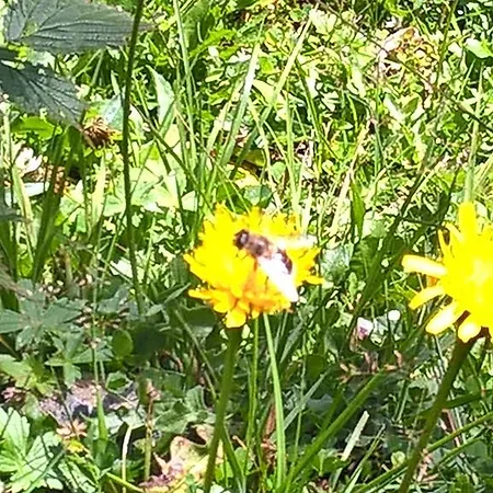 Haus Maria Leiter 3* Sillian