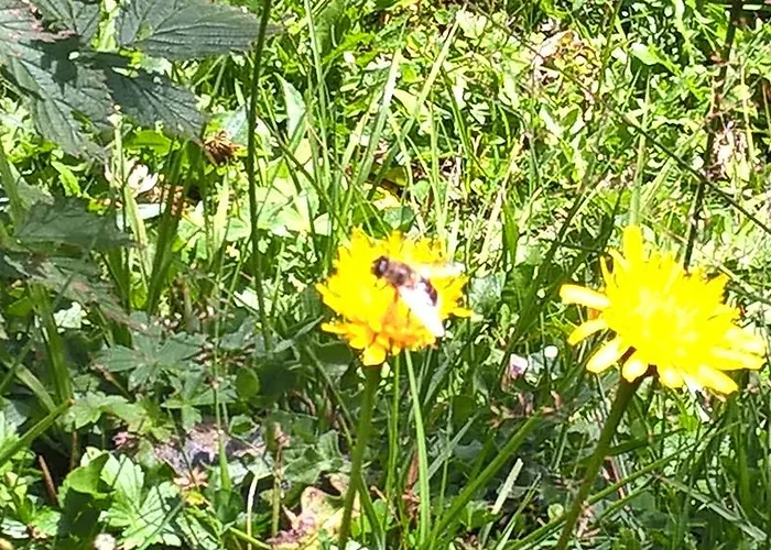 Haus Maria Leiter 3* Sillian